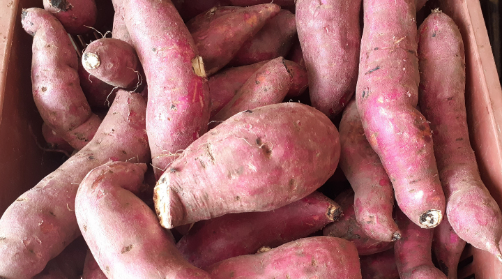 Batata doce ajuda a perder peso